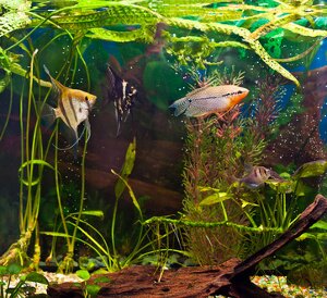 Tipps zum Umzug Aquarium mit Zierfischen, Wasserpflanzen und vielem mehr hier lesen.