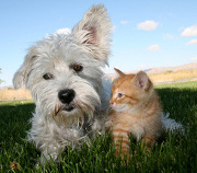 Wenn Haustiere mit umziehen - Tipps und Tricks